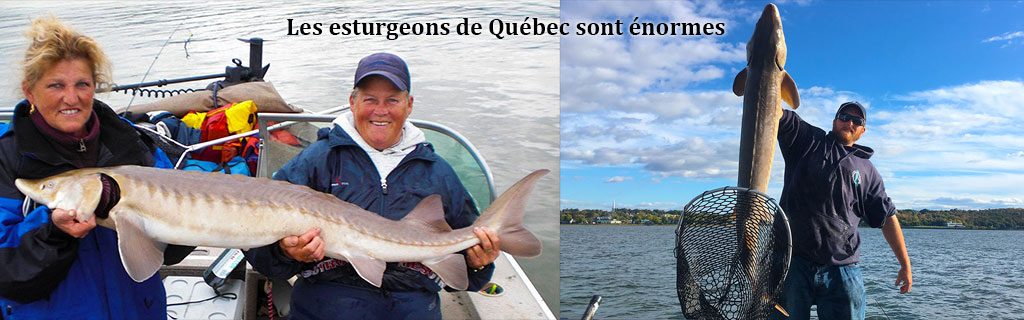 Esturgeon de Québec